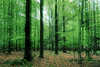 Wald Frühlingsfoto abstrakt Bild Laubbäume frische Blätter verwischtes Grün Doppelbelichtung