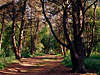 Bäumenallee Waldlichtung Waldweg rötliche Kiefer grüner Frühling frisches Gras