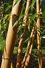 Bambusrohr Foto Bambus Rohre in Nahbild Bamboo-tube image