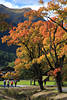Baumallee Herbstfarben Naturfoto, Spaziergänger unter Bäumen in Berglandschaft