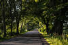 Baumallee Gr�ntunnel um Asphaltweg Bild in Seitenlicht durchflutete Landstrasse Naturfoto