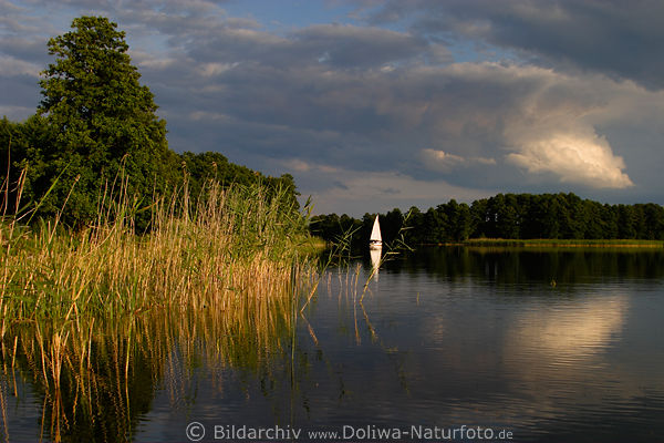 Schilf in See Stillwasser mit Segelboot Natur Abendstille Wolkenstimmung