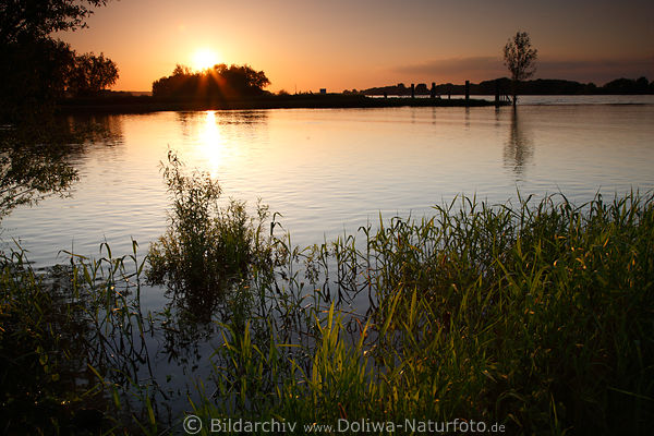Schilfgrser am Ufer im Fluwasser Naturfoto bei Sonnenuntergang Stimmung in Sonne-Gegenlicht