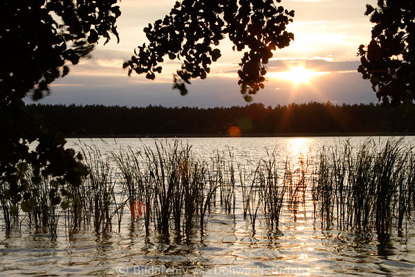 Schilfgrser vor Sonnenstern in See Wasser Bltter Gegenlicht romantische Natur 