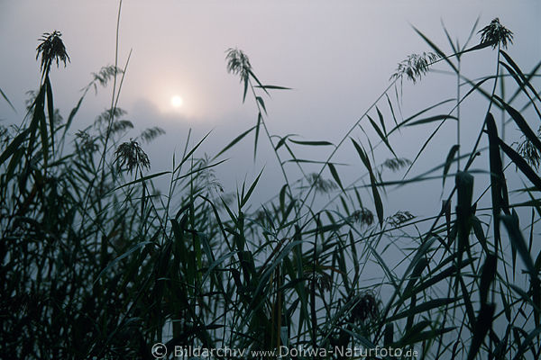 Schilfgras Schwaden Seggen vor Sonne im Nebel ber See Morgendmmerung