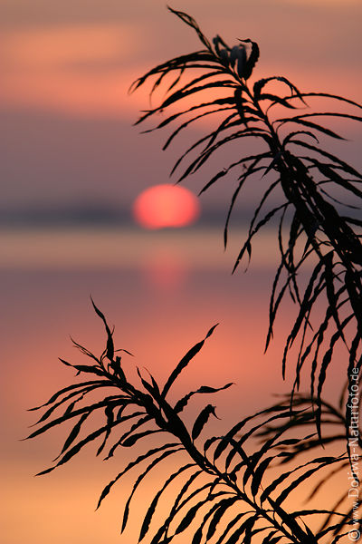 Schilfumrisse Blattkonturen bei Sonnenuntergang ber See