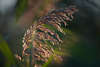 1103580_Röhricht Schilfrohrgras Blütenrispe Naturbild in Sonne Gegenlicht