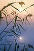 2480_Schilf Sonne im See Nebel Naturstimmung über Ufergräser