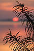607960_Schilfumrisse Blattkonturen bei Sonnenuntergang über See