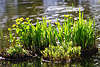 700844_Schilf frische Grünsprossen in Wasser Frühlingsschilf am Teichufe