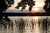 56999_Schilfgräser vor Sonnenstern in See Wasser Blätter Gegenlicht romantische Natur