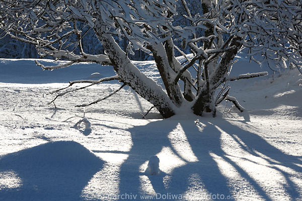 Baumstrauch Winterzauber weie Stmme blaue Schatten Schnee Wintersonne