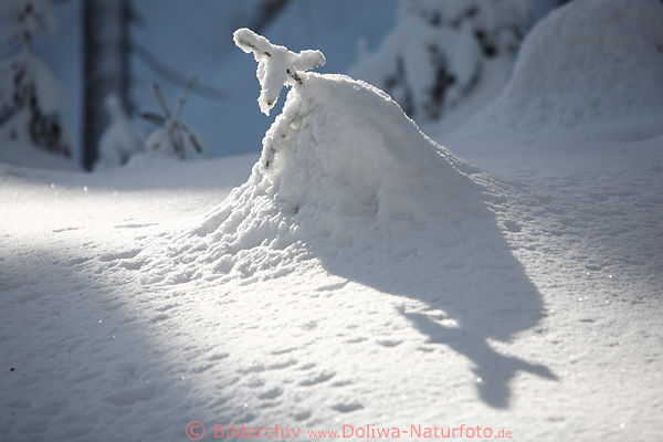 Winter Schneekoppe Licht Schattenspiel Natur Sonnenschein in Waldlichtung Kieferspitze