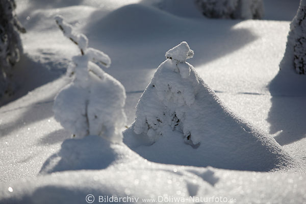 Winter Schneekoppen auf Strauchspitzen Naturstruktur in Sonnenlicht Waldlichtung