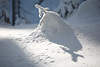 101176_Kieferspitze Schneekoppe Licht Schattenspiel Naturfoto Winter Sonnenschein in Waldlichtung