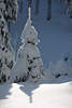101178_Kiefertanne in Eisschnee Mnnchen in Sonne Naturfoto Lichtspiel Winterromantik Schatten in Waldlichtung