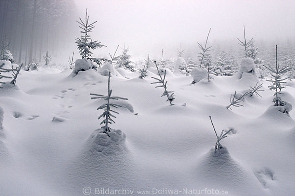 Winter Schneekoppen Tannen Wehen verschneite Kieferspitzen Naturlandschaft Harz Waldlichtung