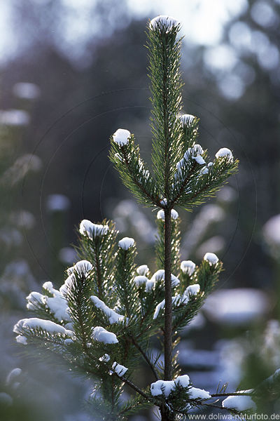 Schnee auf Kiefer Nadelzweige Winterfoto in Gegenlicht Schneekoppen Kiefernzweige