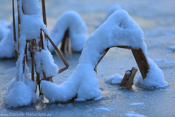 Halme mit Schnee auf Eis Winterdecke Teichtafel Wasserfrost Naturfoto