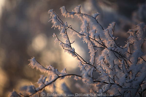 Rauhfrost Rauhreif Strauchzweige Eiskristalle Klte Frost Sonnenschein