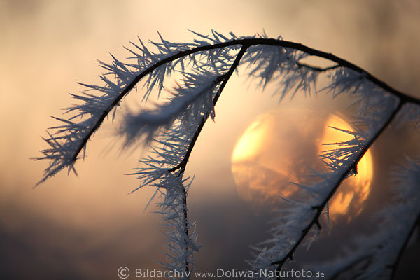 Rauhreif Eiskristalle Strauchzweig Rauhfrost Natur große Sonnenkugel