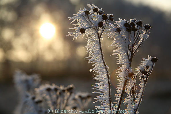 Rauhreif Pflanzenstiele Natur Rauhfrost eingefrorene Eiskristalle vor Wintersonne Gegenlicht