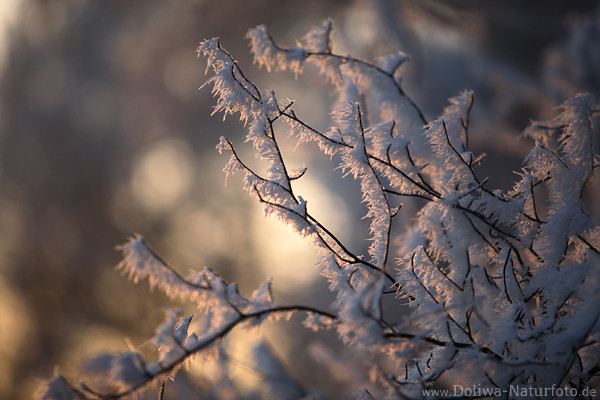 Rauhfrost Rauhreif Strauchzweige Eiskristalle Klte Frost Sonnenschein