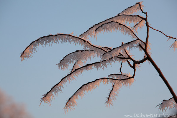 Rauhfrost Baumzweig Rauhreif Eiskristalle Winterfrost
