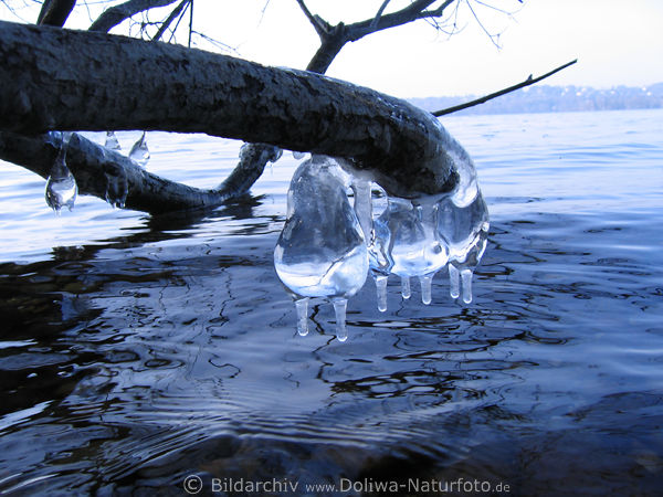 Euter aus Eis Naturbild EiszapfenForm am Baum im Wasser