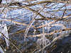 Eiszapfen an Zweigen Winterbild ber Wasser hngen vereist in Frost