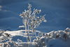006608_Filigrangeflecht vereist in Rauhfrost Schnee Gegenlicht Winter-Naturbild