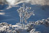 006609_Filigranes Strauchgeflecht in Rauhreif Schnee Gegenlicht beleuchtet Winterbild