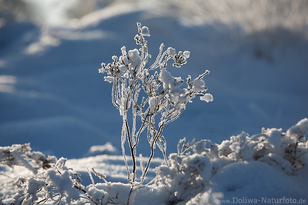 Filigrane Eiszweige Geflecht in Schnee Reif Gegenlicht romantische Naturdetails Winterbild