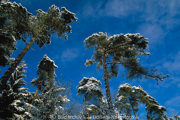 Beschneite Kiefern am Himmelblau Winterbild mit Schnee