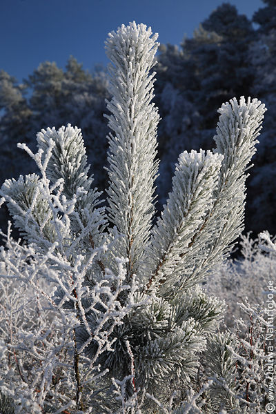 Rauhfrost Rauhreif Winter Eisberzug Nadelbaumspitze Eiskristalle