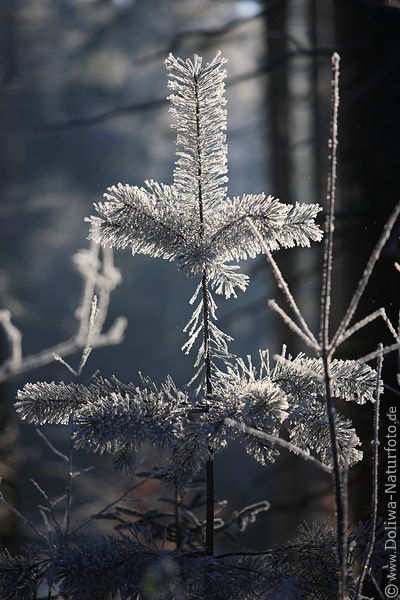 Rauhfrost Nadelglanz in Eisstarre Winterbild zierliche Tannenspitze Eiskristalle in Gegenlicht