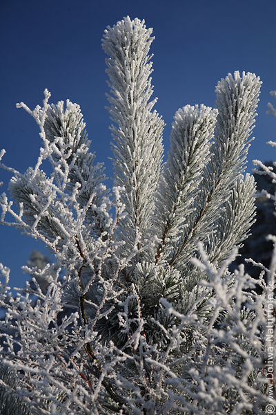 Nadeln in Rauhfrost Eisberzug Winterbaum Rauhreif Eiskristalle