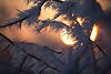 Sonnenkugel groe Sonne hinter vereisten Strauchzweigen mit Eiskristallen, in Rauhfrost, Zweig in Reif