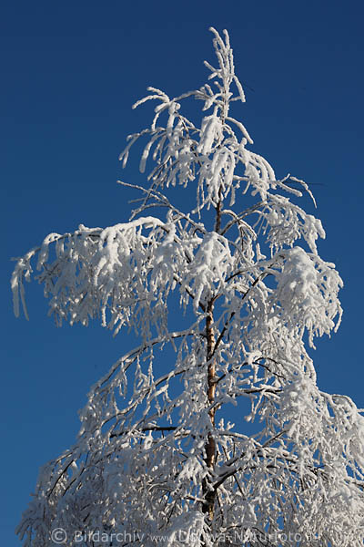 Schneebaum vereiste Zweige am Blauhimmel Naturbild 