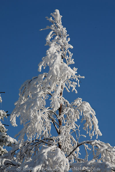 Birkenbaum im Schnee am Blauhimmel Romantik Naturfoto vereiste Zweige Winterglanz
