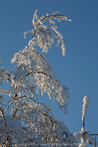 Schneebaum Birke mit Eisschnee vereiste Zweige Naturfoto