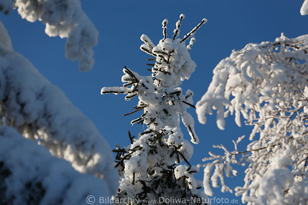 Schneebaum Tanne vereist am Blauhimmel Naturform romantisches Winterbild
