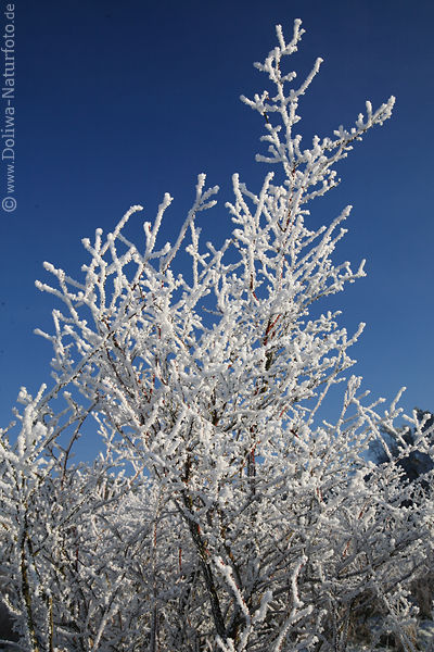 Rauhreif auf Baumzweigen Eisschnee Winterstarre