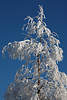 Schneebaum vereiste Zweige am Blauhimmel Naturbild