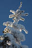 Kiefertanne Schneebaum beklebt mit vereisten weien Winterpracht Eisschnee Naturfoto am Blauhimmel