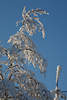 Schneebaum Birke mit Eisschnee vereiste Zweige Naturfoto