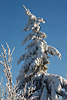 Kieferbaum Tanne beklebt mit Schnee mit Eiszapfen Naturfoto in winterlichen Klte am Blauhimmel