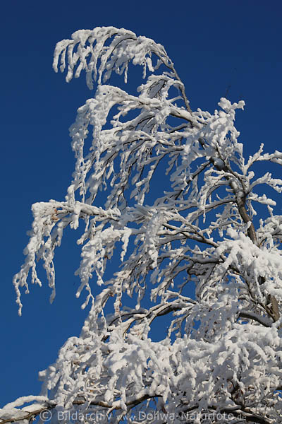 Winter Schneebume Eisklte am Blauhimmel Frost Winterzauber in Sonnenschein 