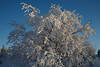 Baum im dicken Schnee Winterbild verschneite Zweige weie frostige Natur