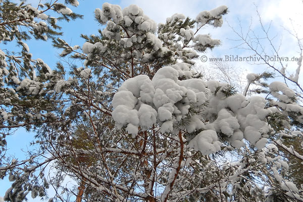 Schneekapuzen Nadelbaumzweige Winterbild ste mit Schnee weisse Winterpracht